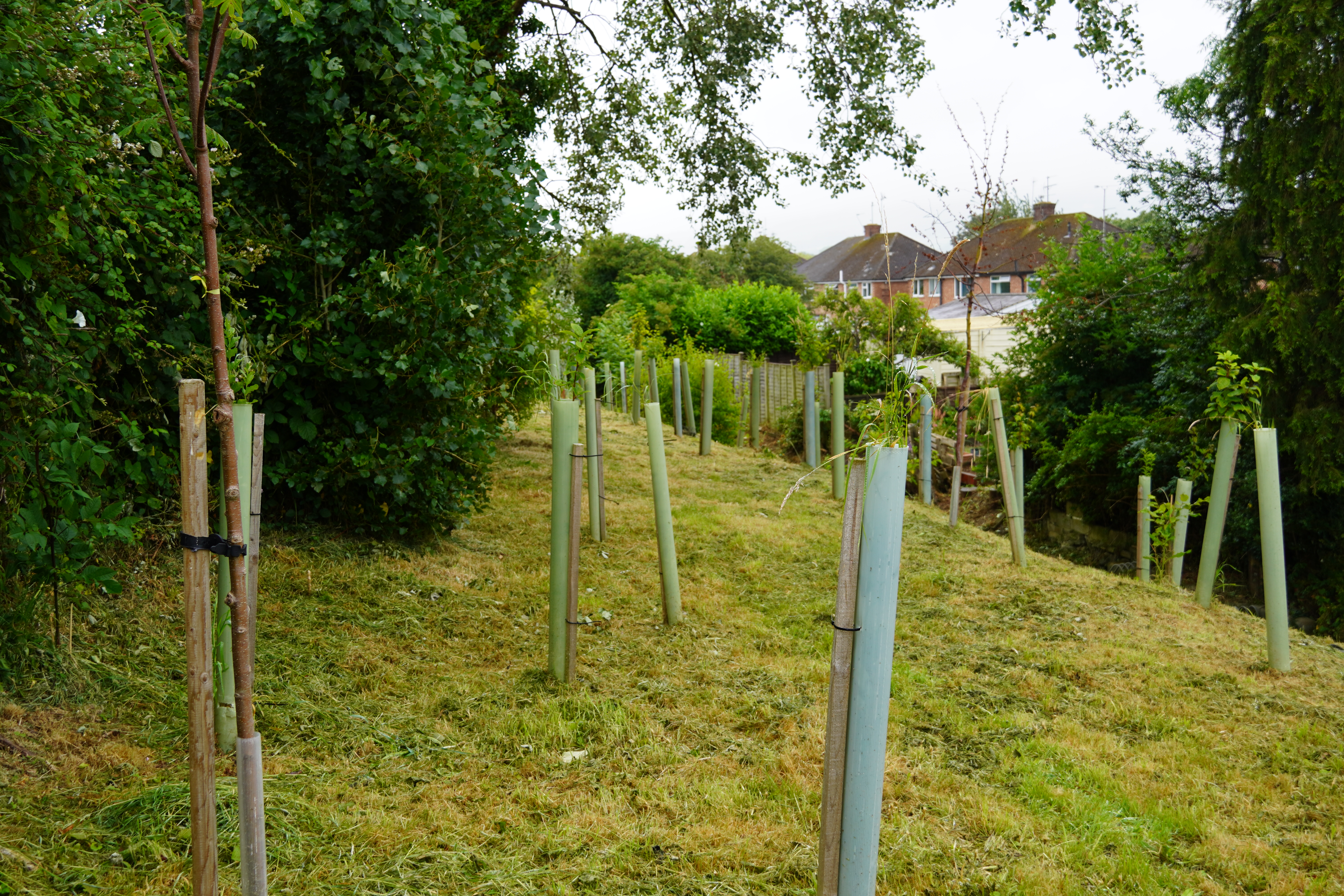 Trees planted near Bournside School in Cheltenham