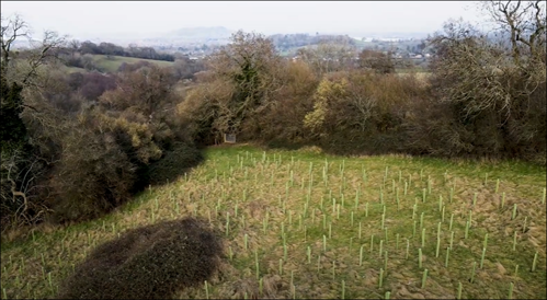Field with a number of new trees planted in it