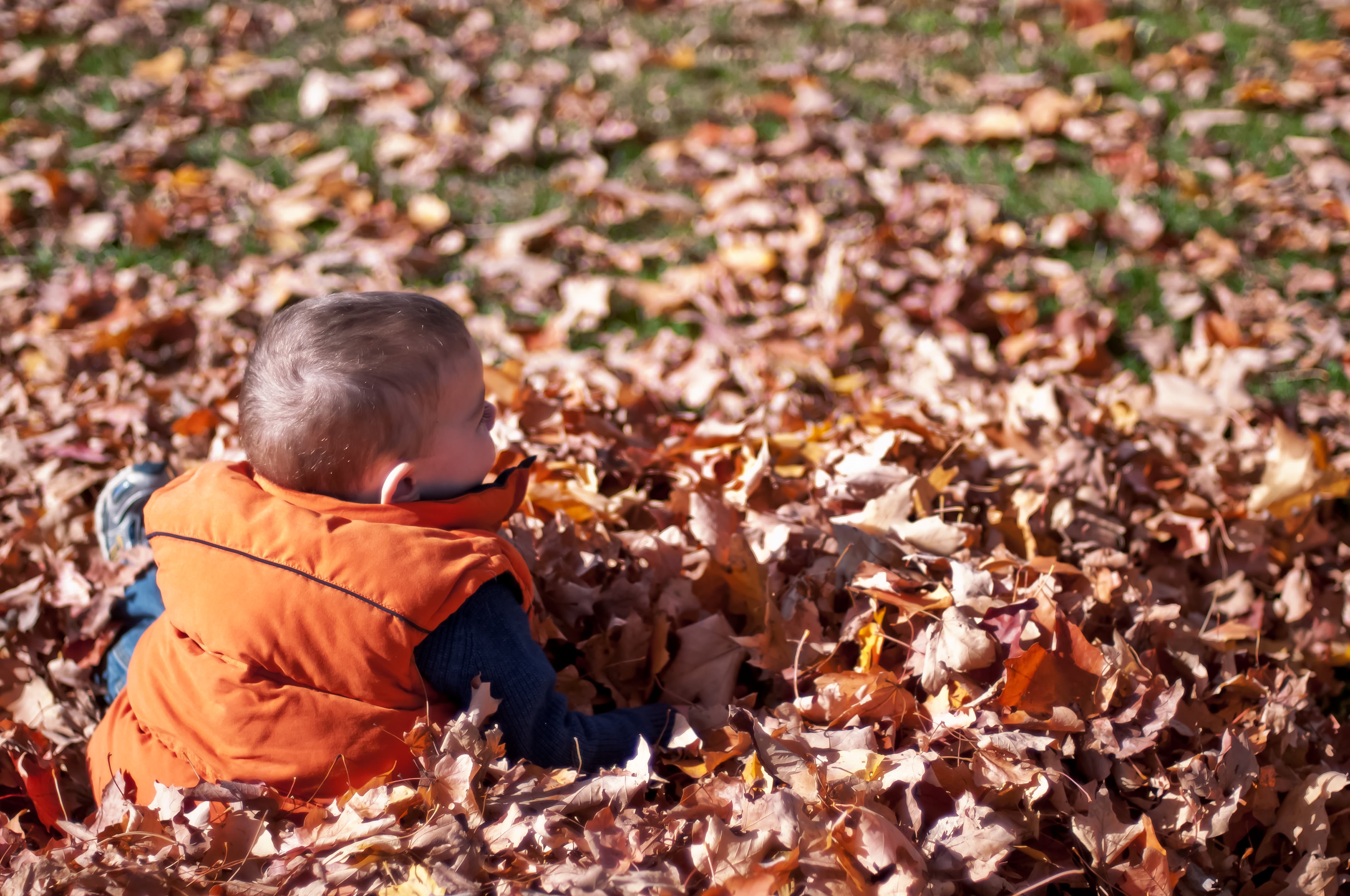 A young boy wearing an orange gilet sitting in a pile of brown autumn leaves 